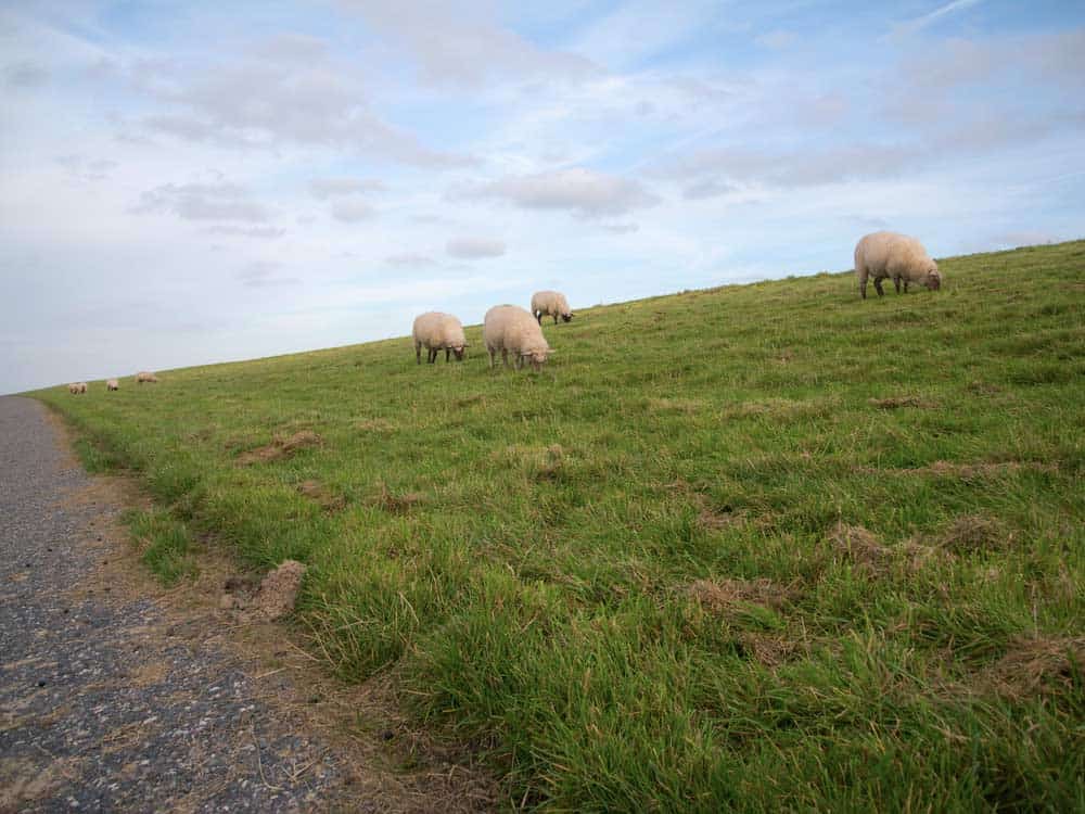 Du betrachtest gerade Fahrradtour Bensersiel: Routen, Highlights und Tipps